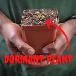 Venus Fly Trap 'dc-xl' - Dormant Plant. 7.5CM Plastic Container.