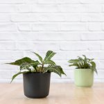 Zebra Plant - In Black Emerson Pot