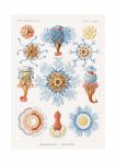 Ocean Art Print
