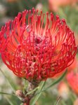 Cherry Spice Leucospermum Pincushion 15CM Pot