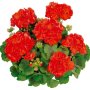 Pelargonium Zonale Classic Line Grand Prix 15CM