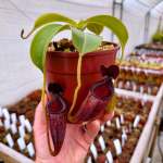 Tropical Pitcher Nepenthes 'talangensis X Glandulifera ' BE-3665