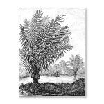 Antique Etching 1 Art Print - A3