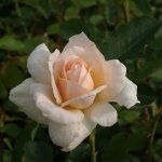 Priceless Pearl Hybrid Tea Rose 5LT