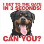 Get To Gate - Rottweiler