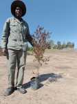 Dodonaea Viscosa Purpurea 10LT