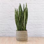 Mother In Law's Tongue - Extra Large - In Zuzu Palm Leaf Basket