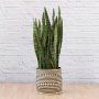 Mother In Law's Tongue - Extra Large - In Zuzu Palm Leaf Basket