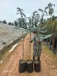 Eucalyptus Cinerea Penny Gum Tree 20LT
