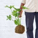 Philodendron Selloum Mossball - Large Mossball
