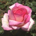 Fordyce Hybrid Tea Rose 5LT