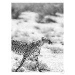 Safari Kat Art Print - A4