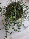 Muehlenbeckia Axillaris Creeping Wire Vine 20CM Hanging Basket