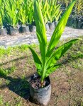 Chasmanthe Aethiopica 4LT Fire Lily