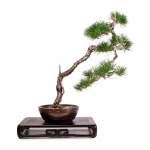 Imported Japanese Red Pine