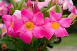 Dipladenia Mandevilla Splendens Pink 20LT