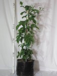 Granadilla Vine 10LT