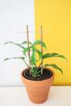 MINI Monstera - With Bamboo Trellis 15CM