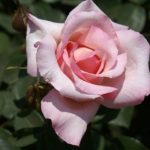 Porcelain Panarosa Rose 5LT