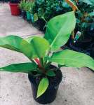 Philodendron Erubescens Imperial Green Seedlings - 3 Plug Plants