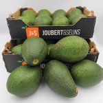 Avocado