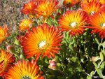 Drosanthemum Speciosum Orange 6 Pack