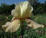 Bearded Iris Thornbird
