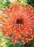 Ayoba Tangerine Twist Pincushion 15CM Pot