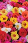 Portulaca Happy Trails Mix Seed - 5000 Multipelleted Seed
