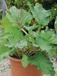 Rhubarb Victoria Seed - 100 G Raw Seed