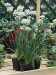 Garlic Chives Seed - 2 G Raw Seed