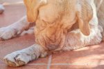 K9 Itchy Spray