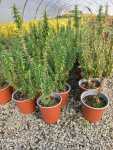 Rosemary Tuscan Blue 17CM Pot