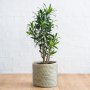 Dragon Tree - Reflexa - Large - In 30CM Linear Basket