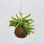 Pfeiffera Cactus Mossball