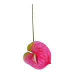 Anthurium Lily 62CM - Pink
