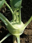 Kohlrabi White Vienna Seed - 50 G Raw Seed