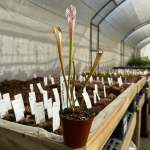 Trumpet Pitcher Sarracenia Leucophylla Very White Top DFL10. Special Import. - Medium To Large Plant. 12CM Plastic Container.