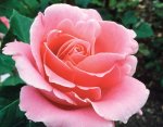 Bewitched Hybrid Tea Rose 5LT