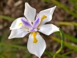 Dietes Grandiflora 4LT
