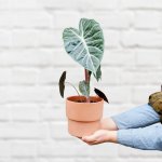 Elephant Ear - Pink Dragon - In 16CM Flo Terracotta Planter