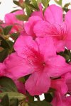 Azalea Magenta 10LT