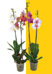 Moth Orchids - 12CM Pink