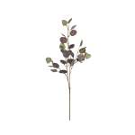 Multi-coloured Eucalyptus Leaf Stem