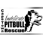 Indelicate Pitbull Rescue