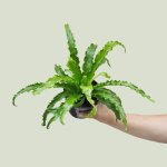 Birds Nest Fern - Antiquum - In 14CM Nursery Pot