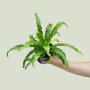 Birds Nest Fern - Antiquum - In 14CM Nursery Pot