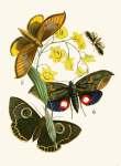 The Cabinet Of Oriental Entomology Pl Xxix 1848 Art Print - A1