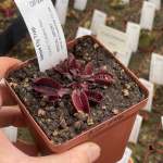 Venus Fly Trap 'clayton Vulcanic Red.' Special Import. - 2 Year Old Plant. 7.5CM Plastic Container.