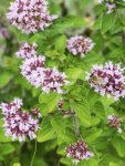 Oregano Wild Marjoram Seed - 1 G Raw Seed